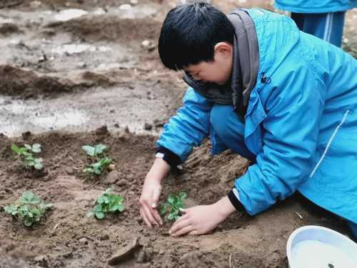 7栽下幼苗欣喜不已